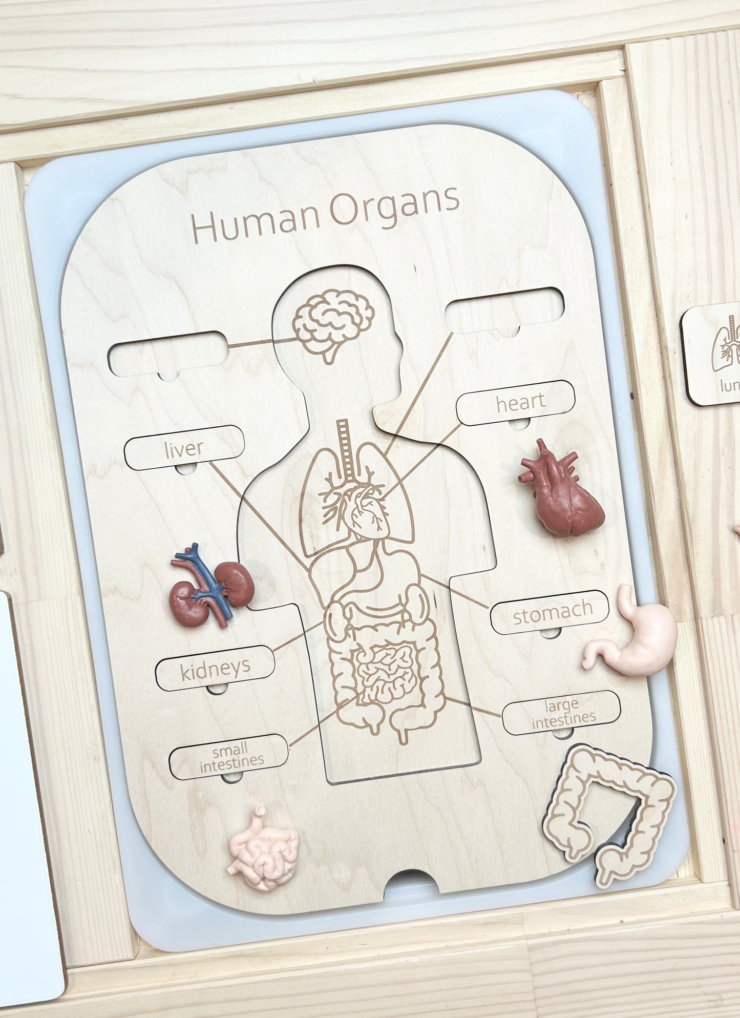 Human Body Insert