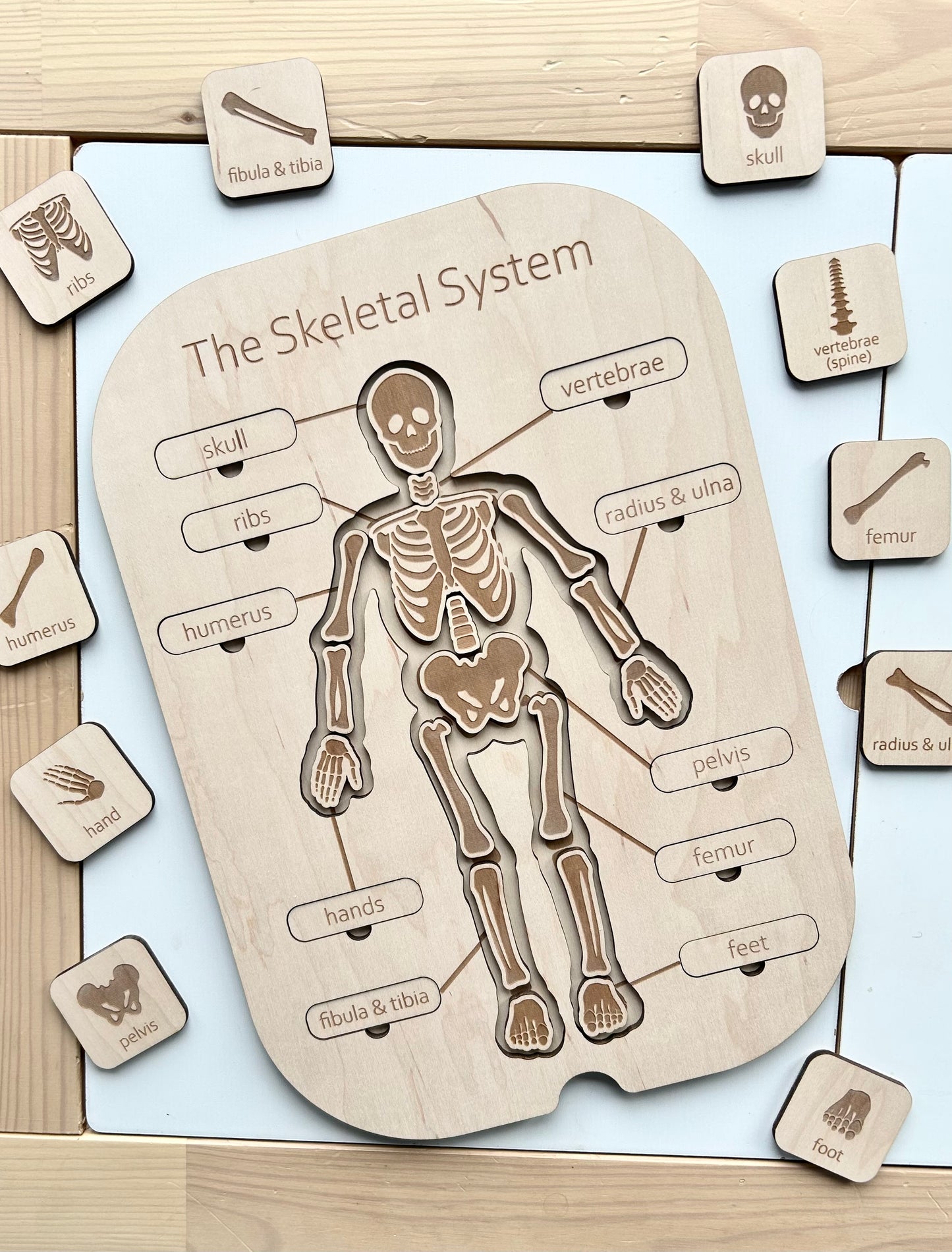 Skeletal System Insert