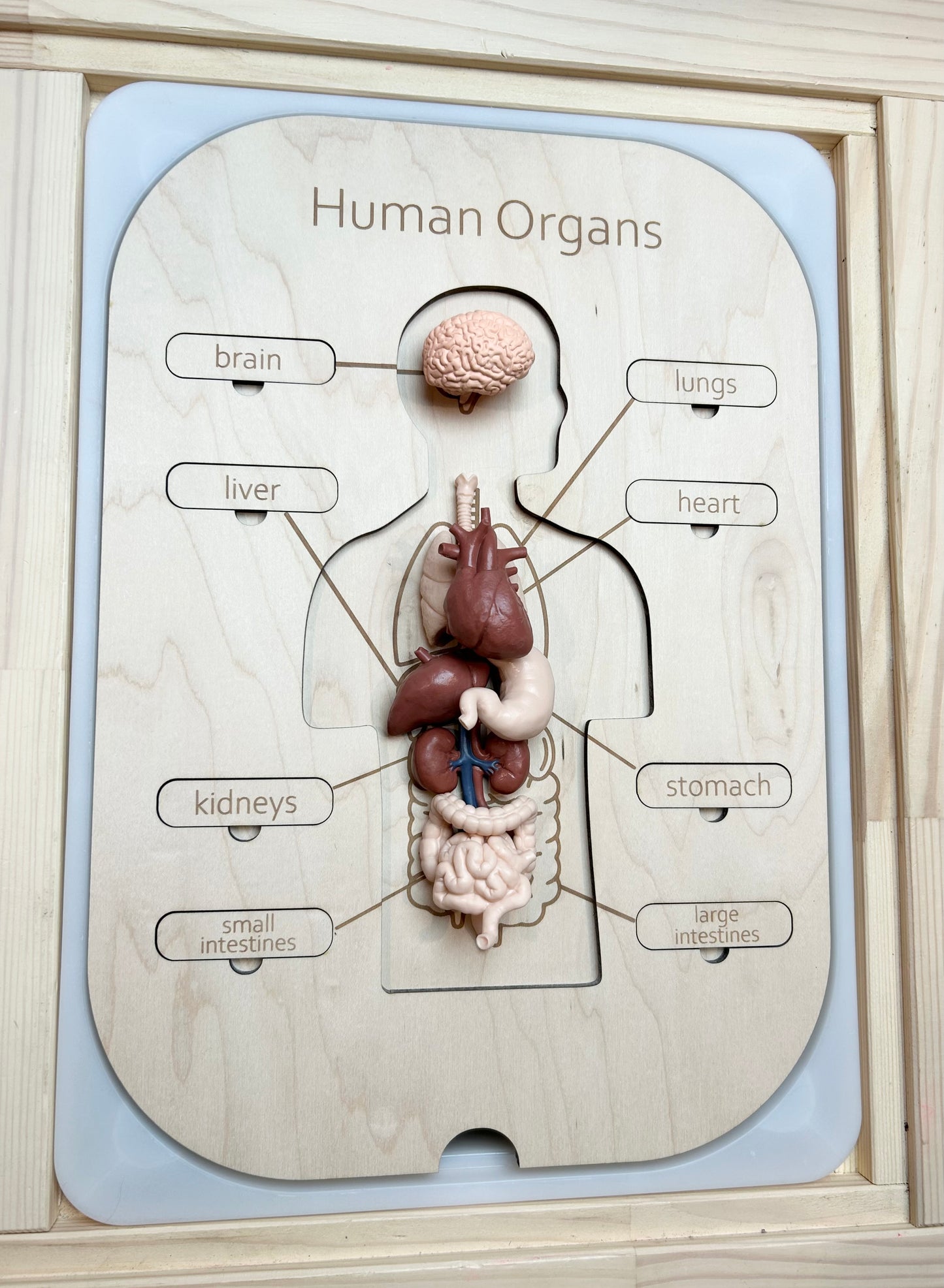 Human Body Insert