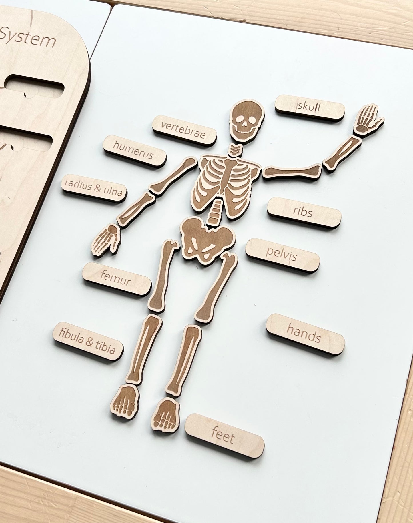 Skeletal System Insert