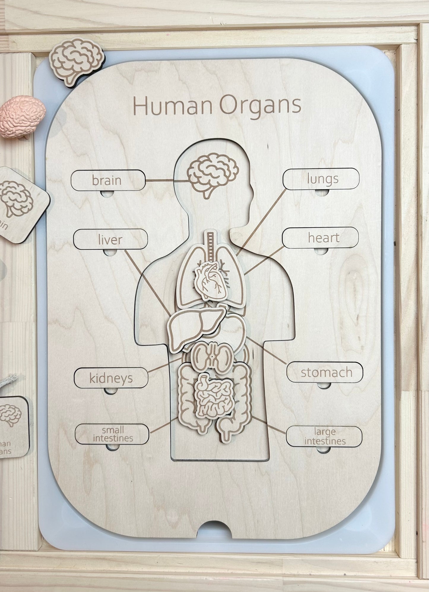 Human Body Insert