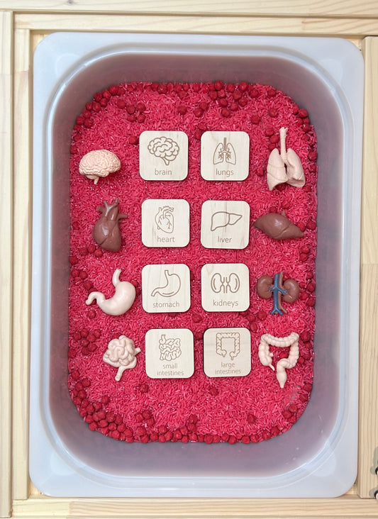 Human Organs Memory Match Tiles