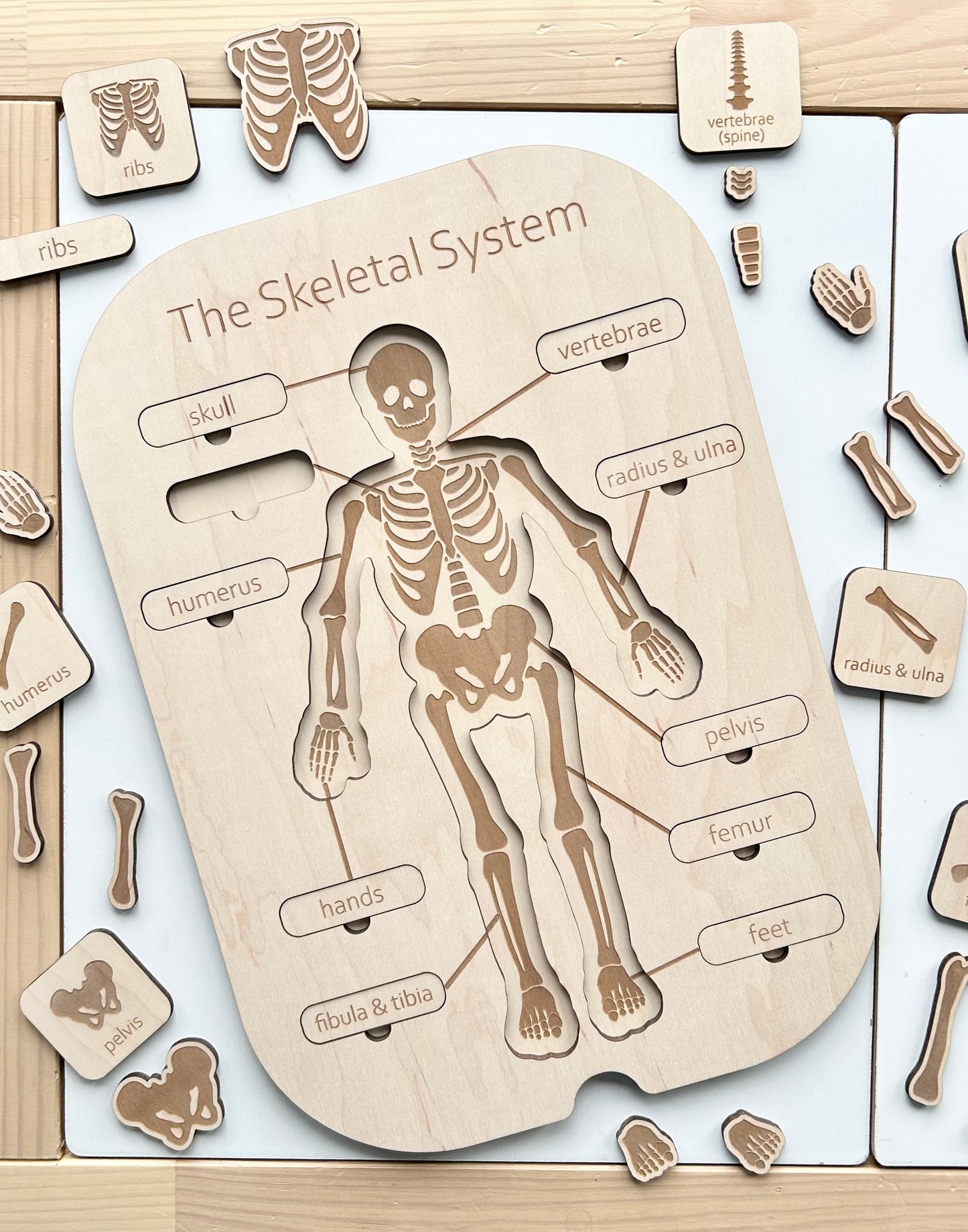 Skeletal System Insert