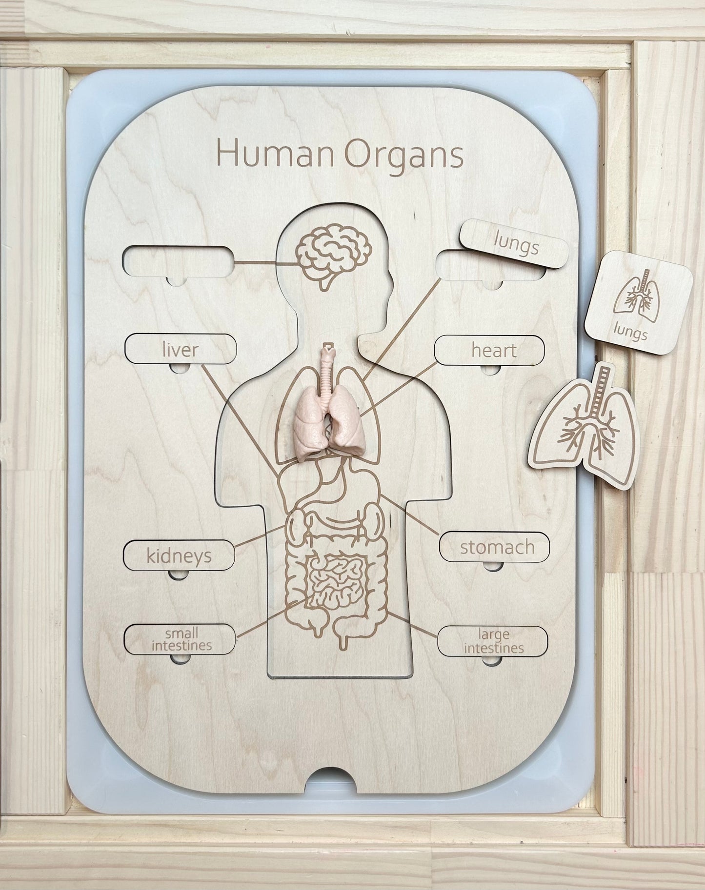 Human Organs Memory Match Tiles