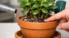 Spring jade plant care: how to water Crassula ovata without root rot
